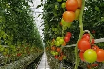 Тепличный комбинат